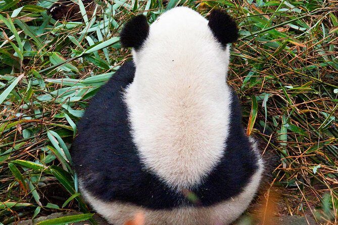 Half-Day Tour at Chengdu Panda Breeding Research Base - The English-speaking guide: what you get besides translation