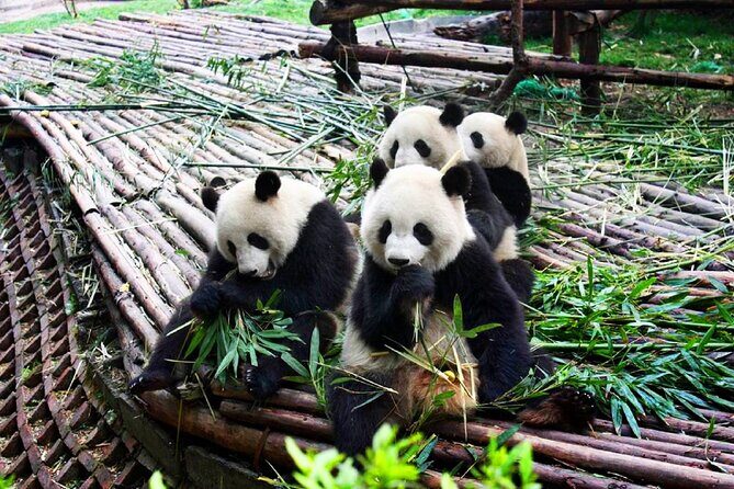 Half-Day Tour at Chengdu Panda Breeding Research Base - Entering the panda breeding base: what your visit feels like