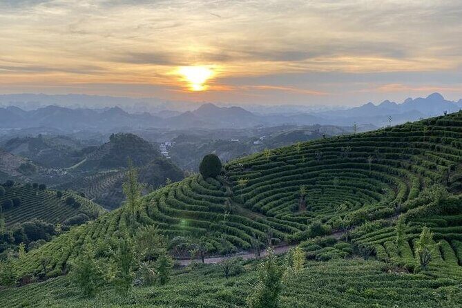 Half-day Tour: Largest Tea Plantation & Amazing Xianggong Hill - Seven Fairies Peak Tea Plantation: Put On the Hat, Pick the Leaves