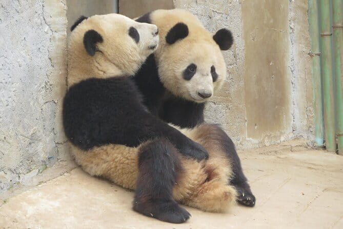 Half Day Tour to Xi'an Wild Panda Breeding and Protecting Center - Key points to know before you go