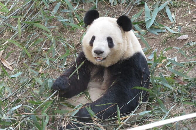 Half Day Tour to Xi'an Wild Panda Breeding and Protecting Center - Qinling pandas in Xi’an: the one-two punch