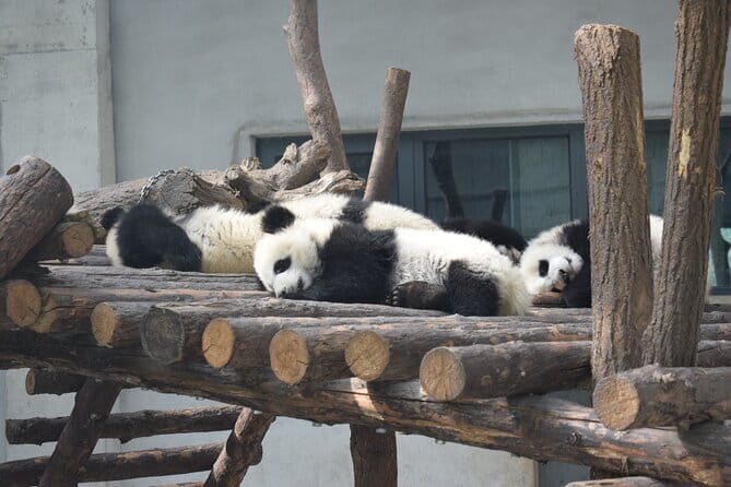 Half Day Tour to Xi'an Wild Panda Breeding and Protecting Center - Stop 1: Qinling Wildlife In Danger Animals Protection and Research Center