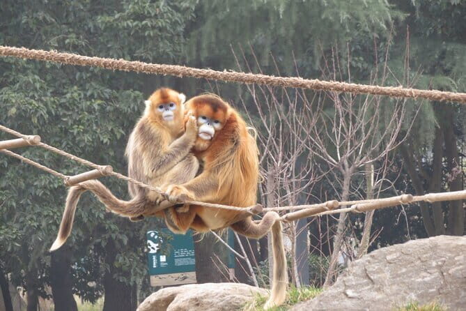 Half Day Tour to Xi'an Wild Panda Breeding and Protecting Center - Who should book this panda and Louguantai combo
