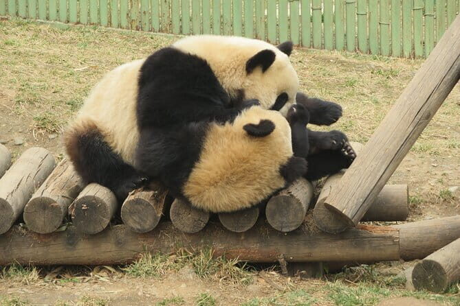 Half Day Tour to Xi'an Wild Panda Breeding and Protecting Center - Getting picked up and moving smoothly through the day