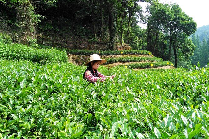 Hangzhou Private Customized Day Trip from Shanghai by Bullet Train - Private door-to-door transfers from downtown Shanghai