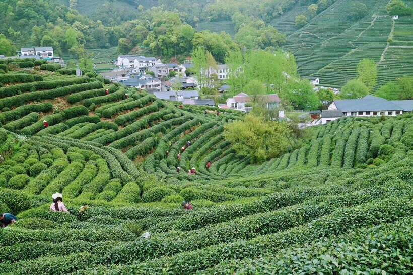 Hangzhou Private Day Trip by Bullet Train from Shanghai - Should you book this tour?