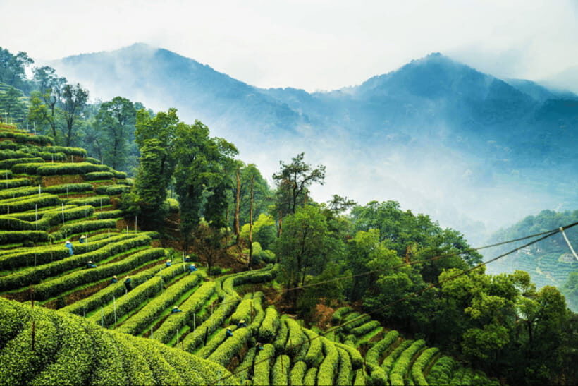 Hangzhou Private Day Trip by Bullet Train from Shanghai - Price and logistics: what $308 gets you (and what it doesn’t)