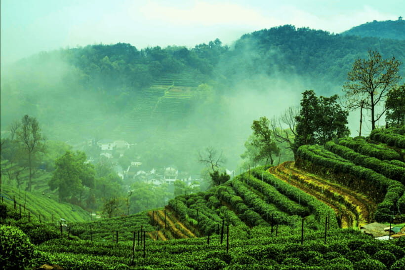 Hangzhou Private Day Trip by Bullet Train from Shanghai - Timing that makes sense for a one-day Hangzhou taste