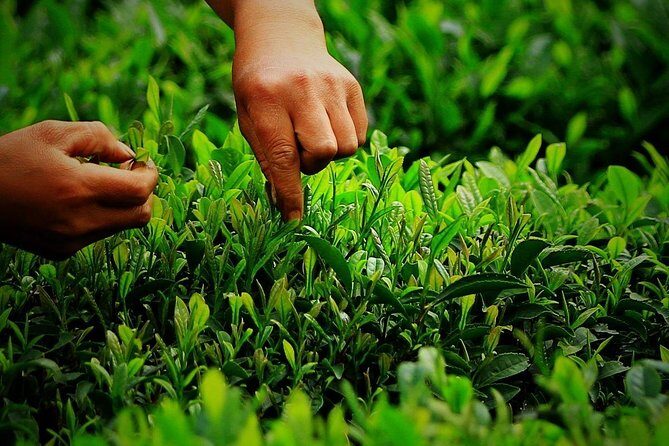 Hangzhou West Lake and Tea Plantation Half Day Tour - Price and value: $169.54 per group (up to 6)