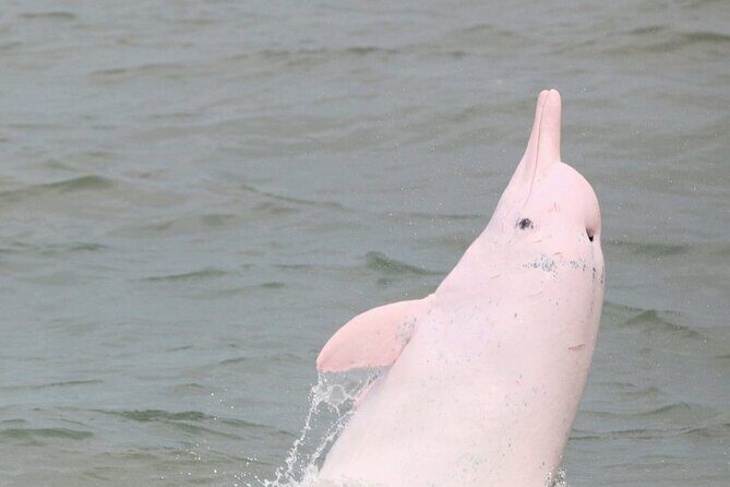 Hong Kong Dolphin Watch Tour - Why This Dolphin Watch Tour Works for Groups Up to 40