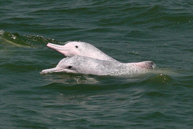 Hong Kong Dolphin Watch Tour - Tung Chung Briefing: Chinese White Dolphins Up Close in Your Mind