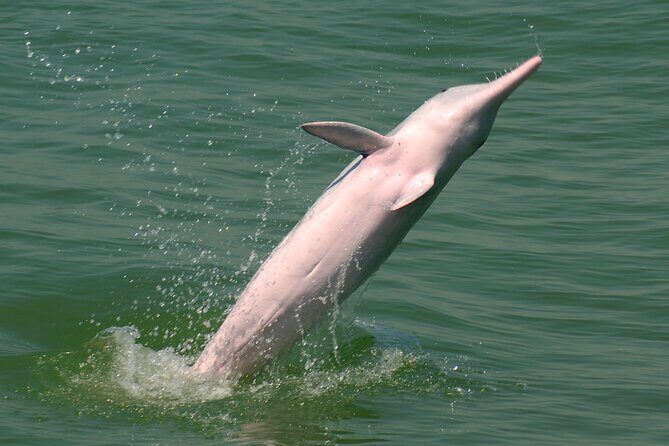 Hong Kong Dolphin Watch Tour - Price and What You Really Get for $102.34