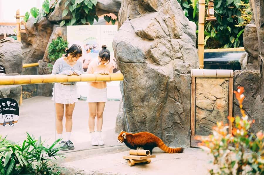 Hong Kong: Ocean Park Entry Ticket+ Superior Set Meal Coupon - Who This Experience Fits Best