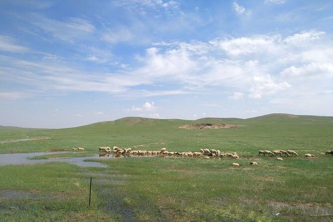 Huhhot 4D3N Inner Mongolia Grassland and desert nature tours - Day 1 at Xilamuren Prairie: animals, Nadam energy, and more space