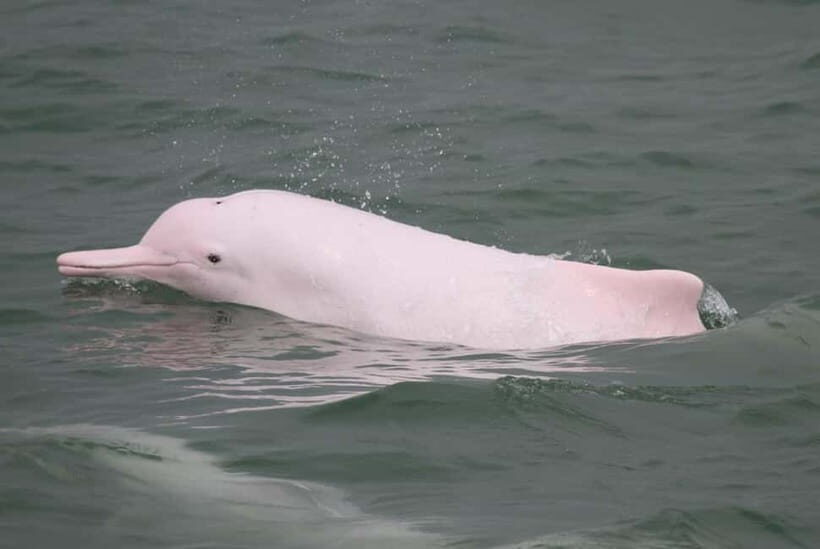 Lantau Island: Priority Cable Car, Tai O & Direct Transfer - Tai O Fishing Village: Stilt Houses, Canals, and the Pink Dolphin Odds