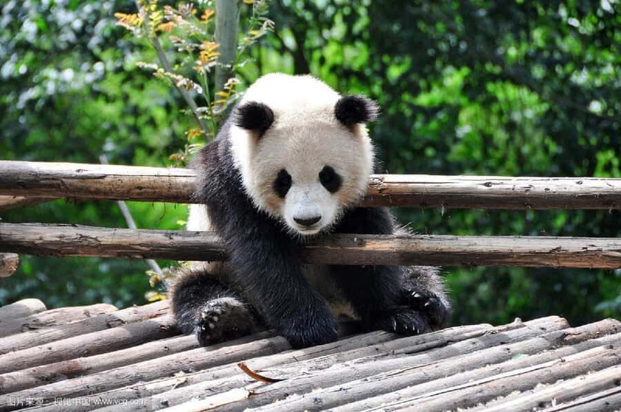 Leshan Grand Buddha Scenic Area and Panda Park Day Tour - Key Things That Make This Tour Click