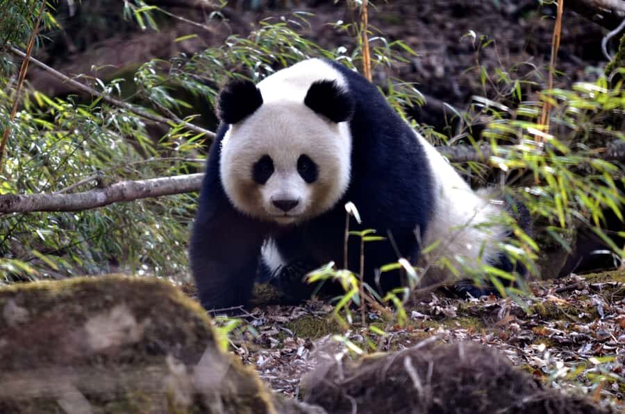 Leshan Grand Buddha Scenic Area and Panda Park Day Tour - Price and Logistics: Is It Good Value?