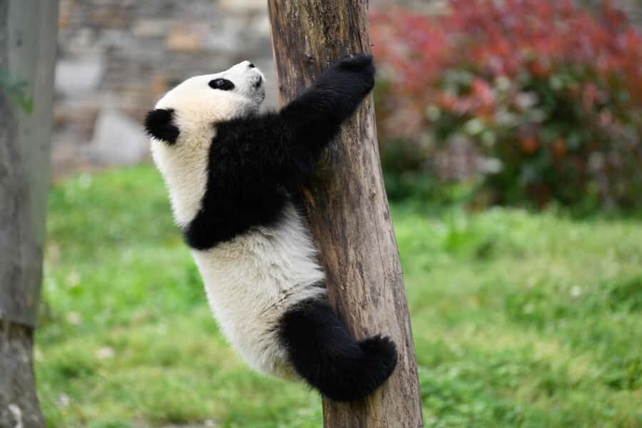 Leshan Grand Buddha Scenic Area and Panda Park Day Tour - The Road to Leshan: Expect a Long Stretch