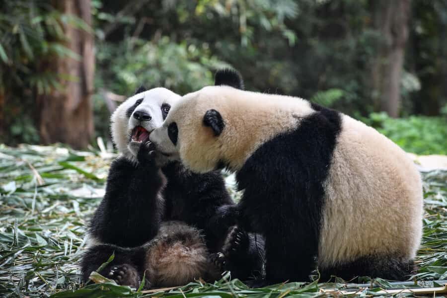 Leshan Grand Buddha Scenic Area and Panda Park Day Tour - Who Should Book This Tour?