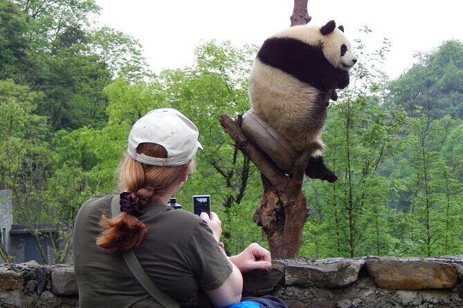 LIVE Streaming: Meet Pandas at Chengdu Research Base of Giant Panda Breeding - Entering the Panda Base: What You’re Actually Watching