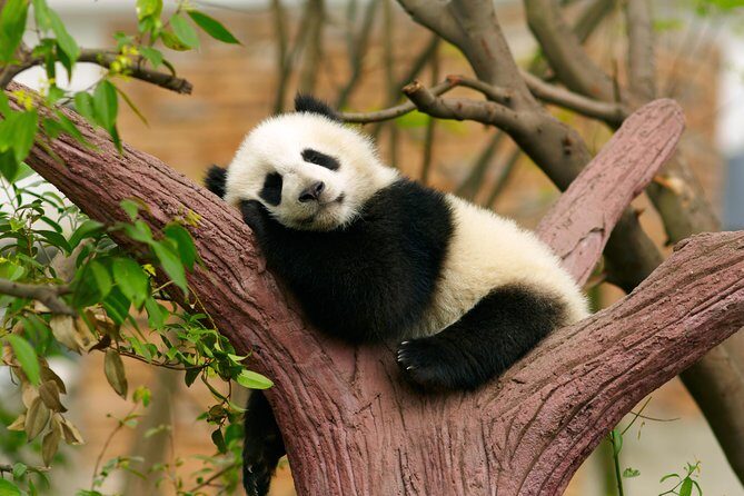 LIVE Streaming: Meet Pandas at Chengdu Research Base of Giant Panda Breeding - No. 14 Villa: Meeting the Oldest Pandas