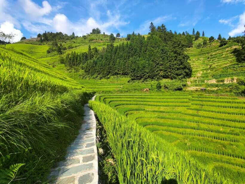 Longji Rice Terraces: Full-Day Private Tour from Guilin - Longji Rice Terraces: Why This Place Feels Different