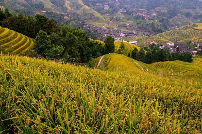 Longsheng Ethnic Minority & Rice Terraces Full-Day Tour - Value Check: Is $169 Worth It for an 8-Hour Day Trip?