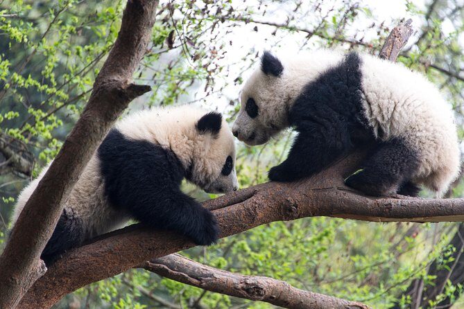 Mini Group: One-Day Panda and Chengdu Lifestyle Highlights Tour - Hotel Pickup and the Route Logic That Keeps the Day Moving