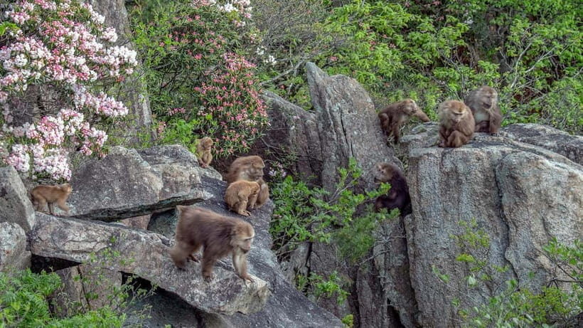 Mount Huangshan: Highlights Tour in Huangshan full-day - Cable Car Down and the End-of-Day Logistics Back in Tunxi