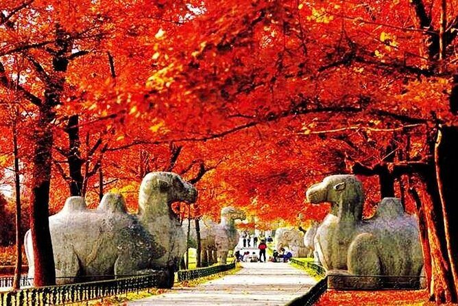 Nanjing Professional English Tour Guide Service - Timing, pickup, and the optional private car that saves energy