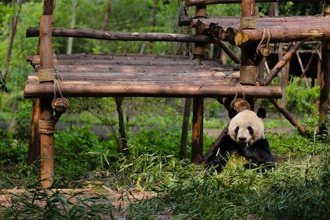 One Day Giant Panda Leisure Private Tour in Chengdu - Why the Morning Panda Base Timing Matters in Chengdu