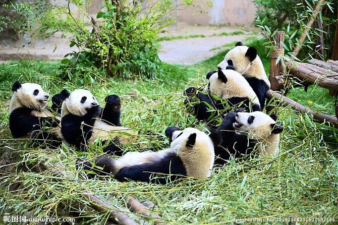 One Day Giant Panda Leisure Private Tour in Chengdu - What You’ll Actually See at the Panda Breeding & Research Base