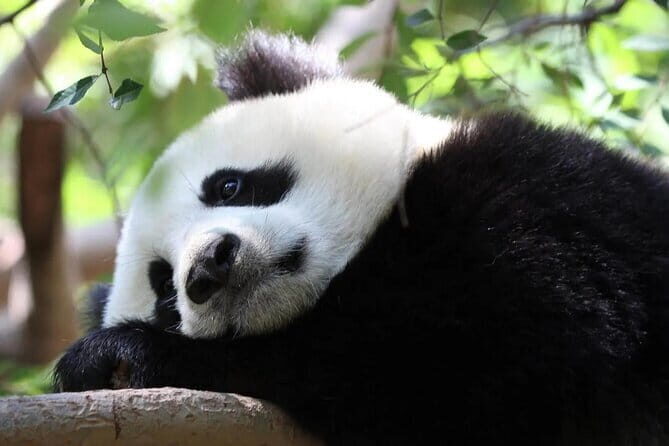 One Day Trip to Chengdu Panda Base and Leshan Buddha Tour - Timing and Operating Window You Should Know