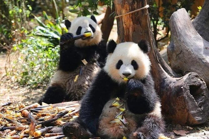 One Day Trip to Chengdu Panda Base and Leshan Buddha Tour - Quick Booking Tips That Make the Day Go Smooth