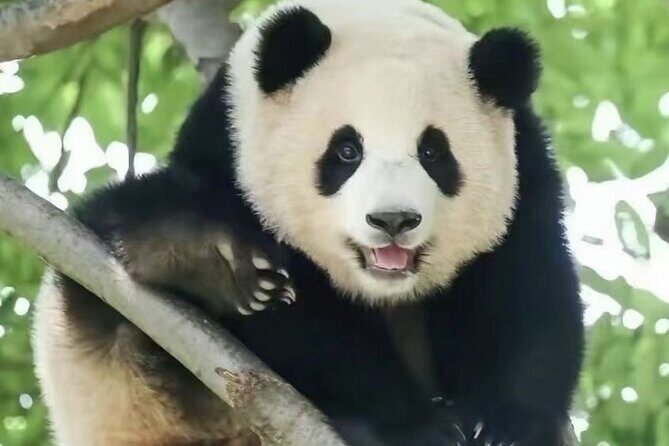 Panda, Leshan, and Emei Mountain 2-day tour - Mount Emei in 10 Hours: Spiritual Heights Plus Real Walking Time