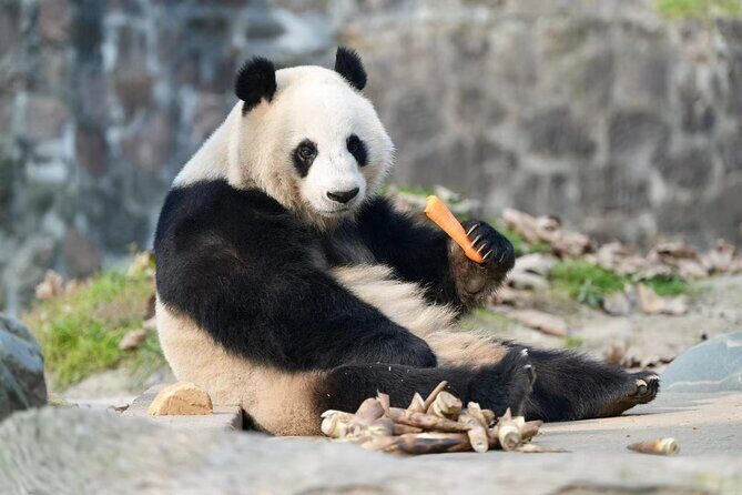 Panda, Leshan, and Emei Mountain 2-day tour - English Explanation and Driver Help: Why This Trip Feels Easier