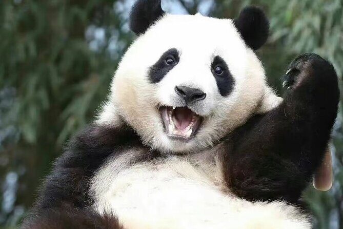 Panda, Leshan, and Emei Mountain 2-day tour - Price and Value: $250 per Group Adds Up When You Count Time