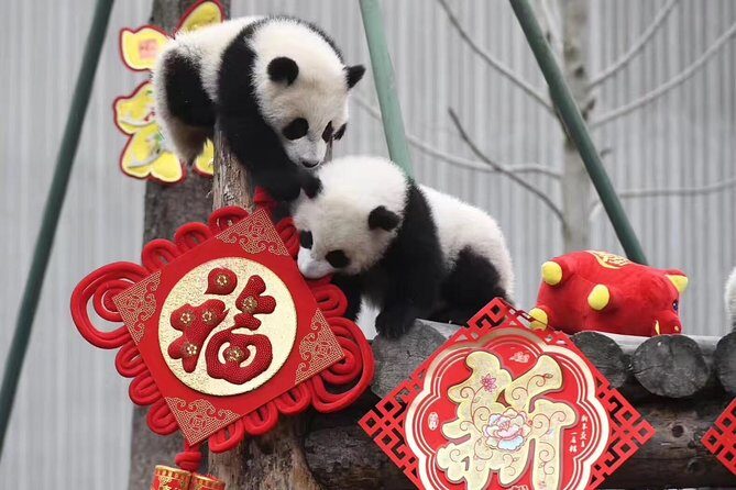 Panda Volunteer expperience in Dujiangyan or Wolong Panda Base - Key things that make this panda volunteering day work