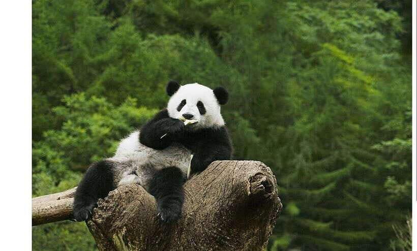 Private All-Inclusive Half-Day Tour to Chengdu Panda Base - First Stop: The Hotel Pickup That Sets the Tone