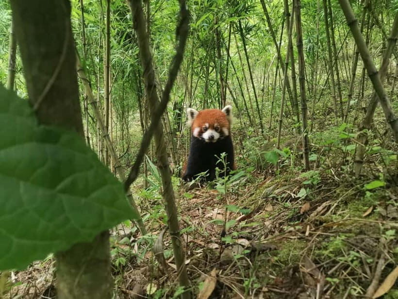 Private All-Inclusive Half-Day Tour to Chengdu Panda Base - Inside the Sanctuary: How the Guided Route Works