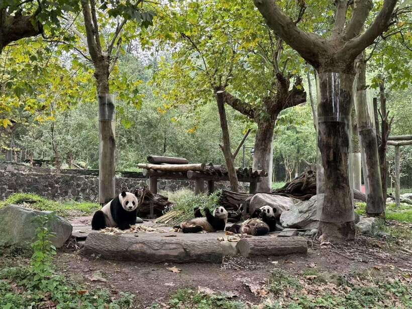 Private All-Inclusive Half-Day Tour to Chengdu Panda Base - A Red Panda Moment That Adds Variety