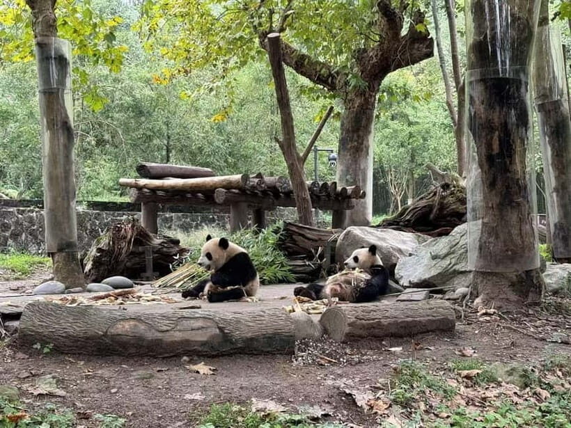 Private All-Inclusive Half-Day Tour to Chengdu Panda Base - The Golf Buggy: Small Inclusion, Big Impact