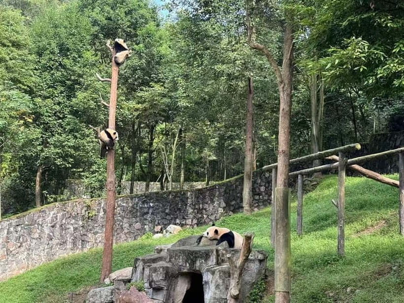 Private All-Inclusive Half-Day Tour to Chengdu Panda Base - Private Guide Tips: How You Get Better Panda Views