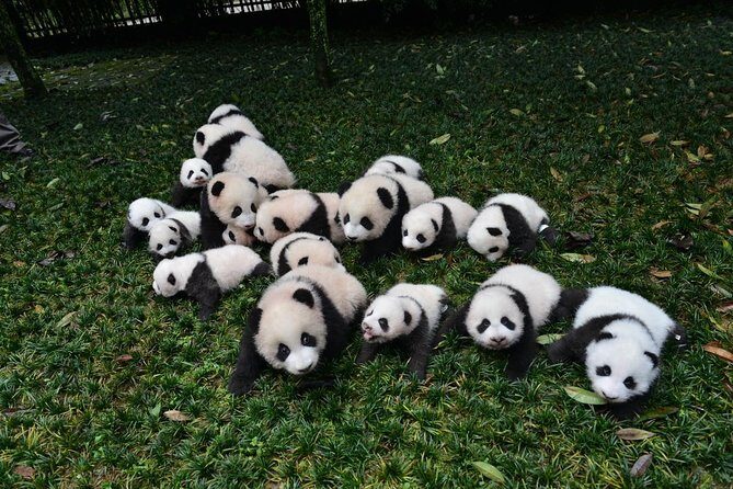 Private Chengdu Highlights Day Trip: Panda Base and City from Xi'an by Train - The train day from Xi’an to Chengdu: built for time, not lingering