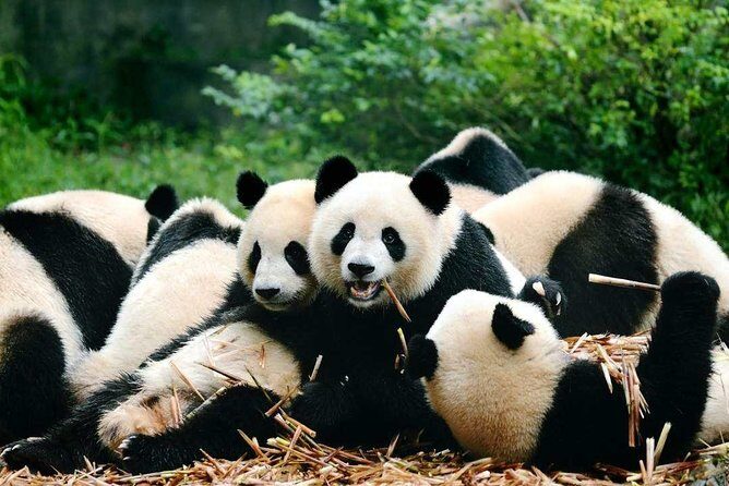 Private Chengdu Highlights Day Trip: Panda Base and City from Xi'an by Train - Logistics you should plan around (so you don’t feel rushed)