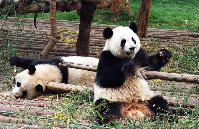 Private Day Tour: Dujiangyan Panda Base and Irrigation Project - Key takeaways before you go