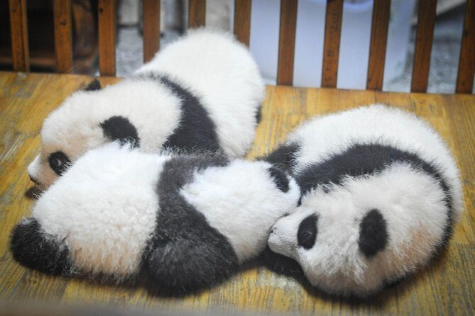 Private Day Tour: Dujiangyan Panda Base and Irrigation Project - Dujiangyan Irrigation System: the engineering you can walk through