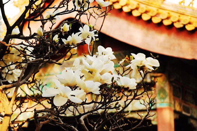 Private Flexible Beijing City In-Depth Walking Tour w/ Your Fancy - Choosing Your Own Beijing Day: Private Guide + Real Flexibility