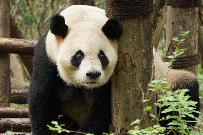 Private Full-Day Tour: Chengdu City Highlights - A 7:30am Start That Actually Helps in Chengdu