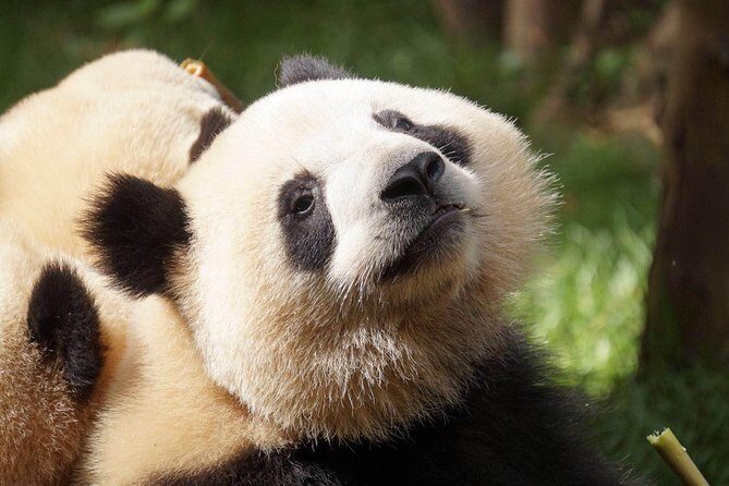 Private Full-Day Tour: Chengdu City Highlights - Giant Panda Breeding Research Base: 3 Hours With Giant and Red Pandas